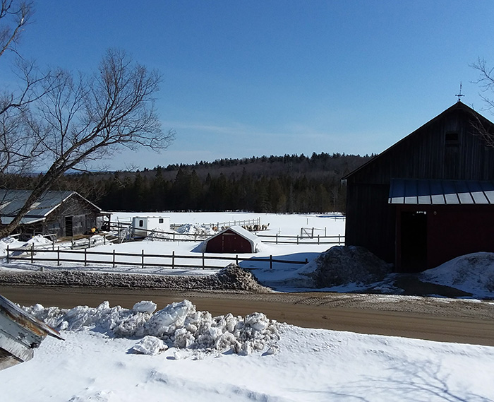 First day of spring 2019 at Snowshoe Farm Alpacas, Peacham, Vermont