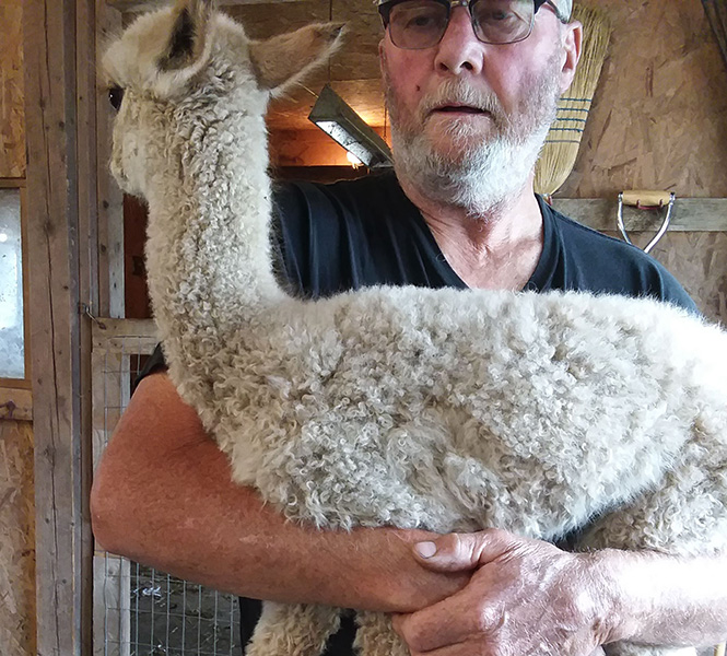 Buttercup, alpaca cria from Snowshoe Farm, Peacham, Vermont