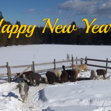 Happy New Year from Snowshoe Farm Alpacas