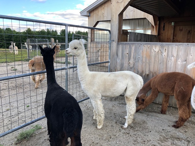 Female alpaca for sale at Snowshoe Farm, Peacham, VT