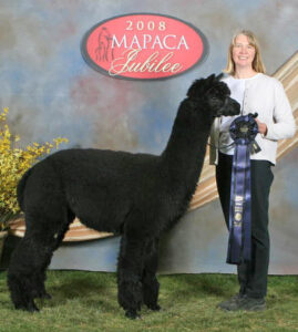 Alpaca herdsire for stud and sale at Snowshoe Farm