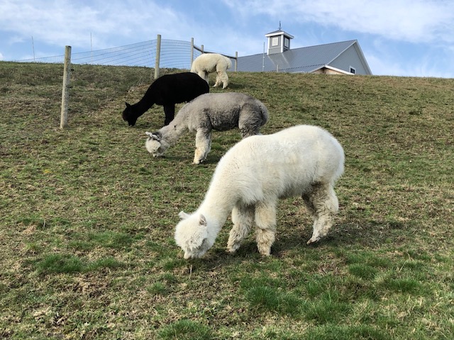 Gelded male alpacas from Snowfield Alpacas