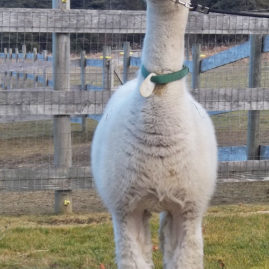 Snowshoe Starlet, female alpaca for sale - Snowshoe Farm Alpacas, Peacham, VT
