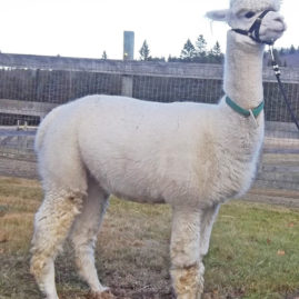 Snowshoe Starlet, female alpaca for sale - Snowshoe Farm Alpacas, Peacham, VT