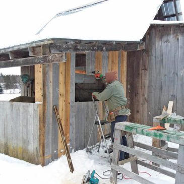 Barn repairs at Snowshoe Farm Alpacas, Peacham, VT