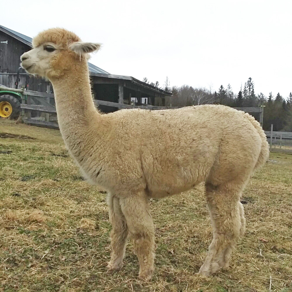 Female alpaca for sale - Snowshoe Farm, Peacham, Vermont