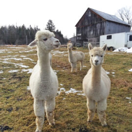 Female alpacas for sale - Snowshoe Farm, Peacham, Vermont